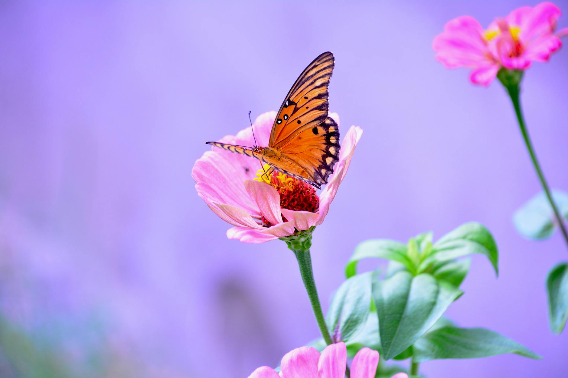 How to Attract Bees, Birds, and Butterflies to Your Garden