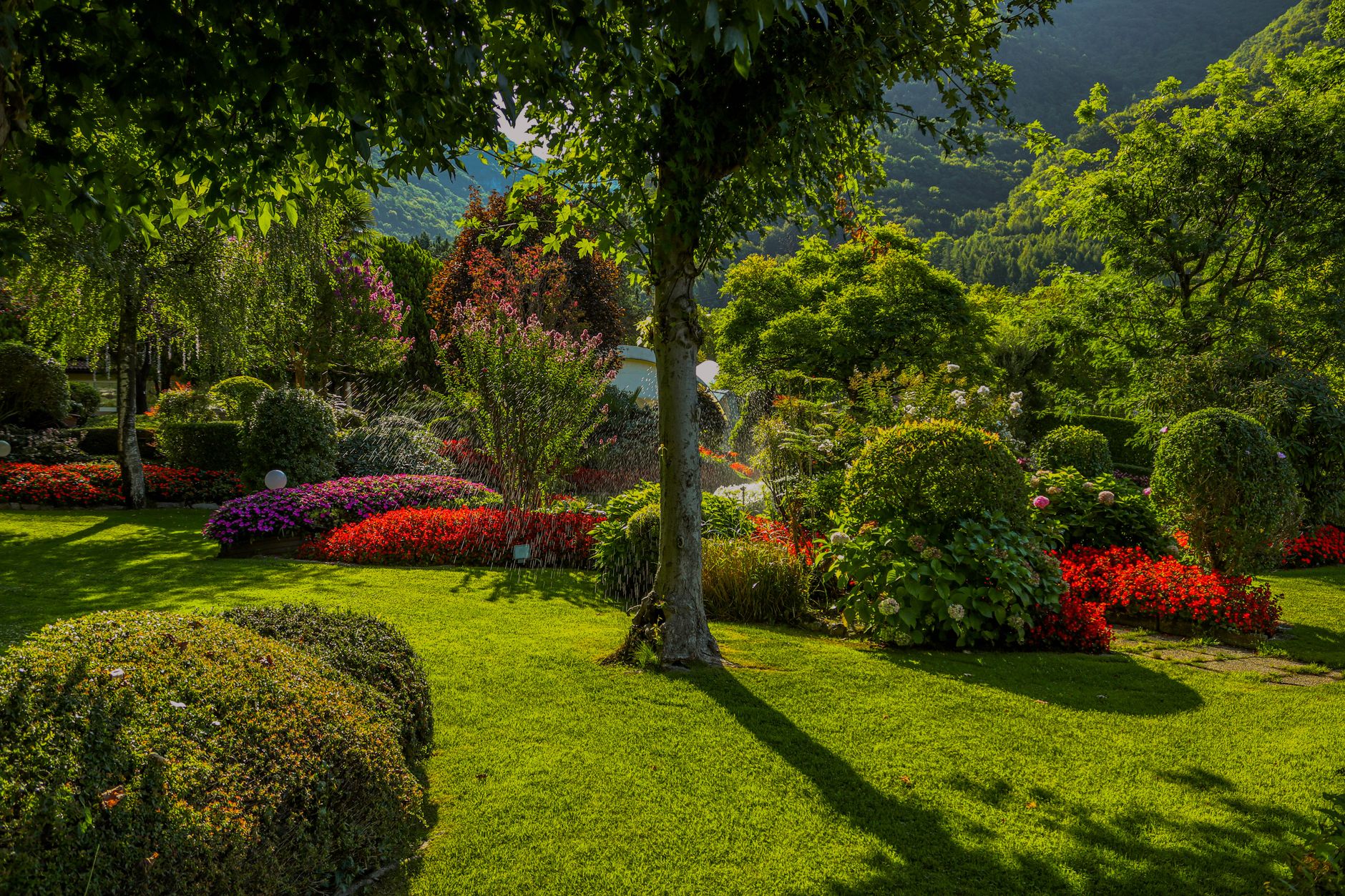 vibrant summer garden with lush greenery and flowers
